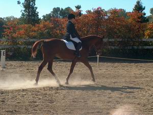 Ryann Scelba & Joe Cool - Champion